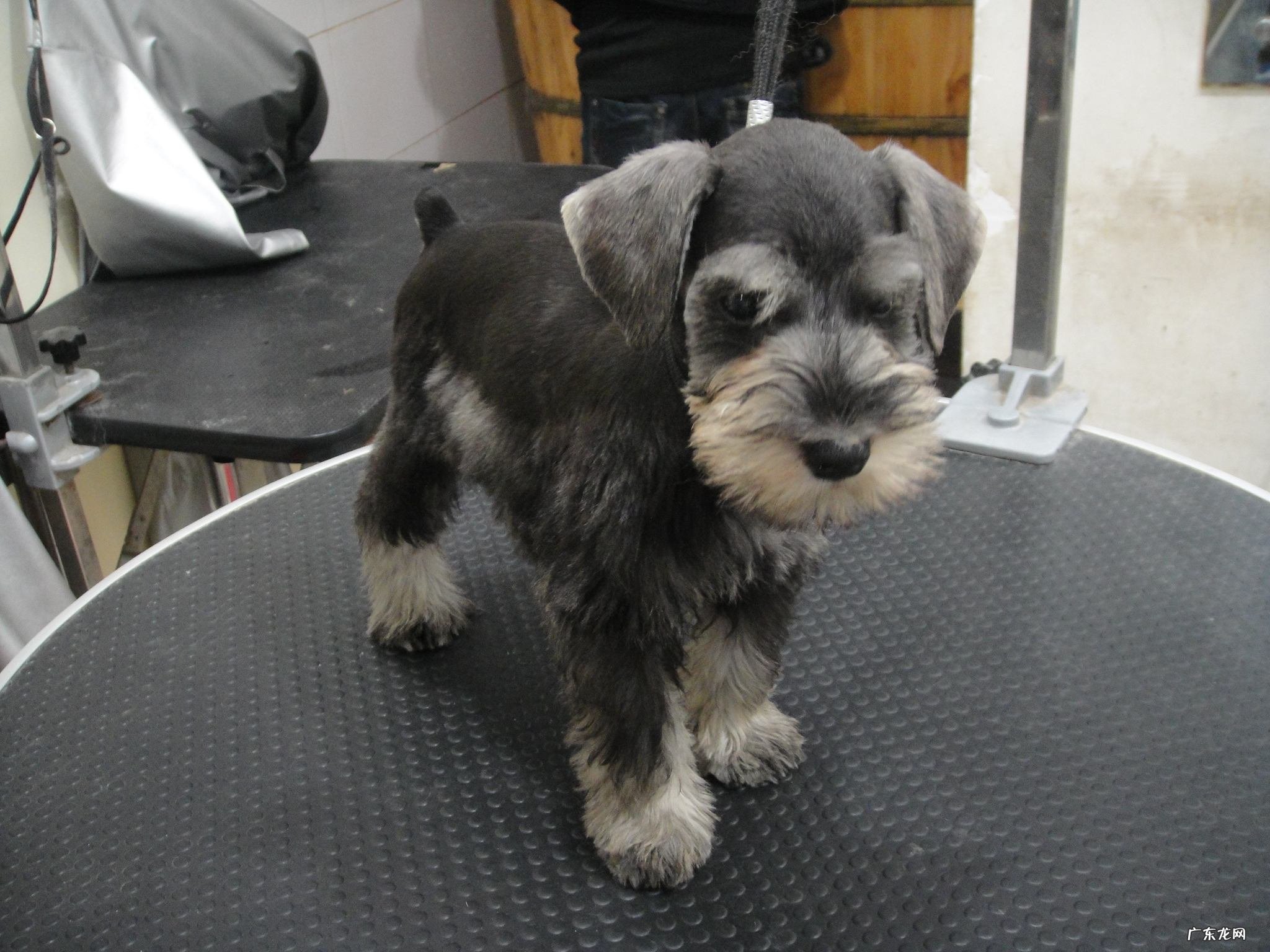 杂交雪纳瑞多少钱一只 纯种雪纳瑞多少钱