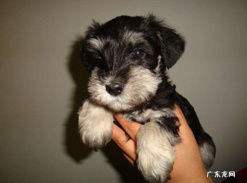 迷你雪纳瑞犬多少钱一只 雪纳瑞幼犬多少钱