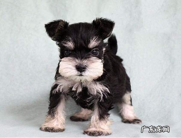 黑色雪纳瑞多少钱一只 雪纳瑞狗的价格