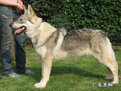 捷克狼犬适合新手养吗 养捷克狼犬要注意什么