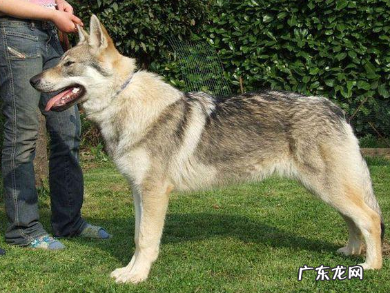 捷克狼犬适合新手养吗 养捷克狼犬要注意什么