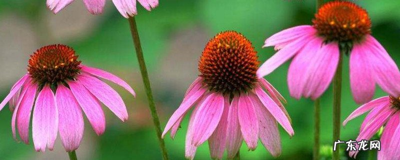 纽崔莱松果菊的功效与作用 松果菊的功效与作用