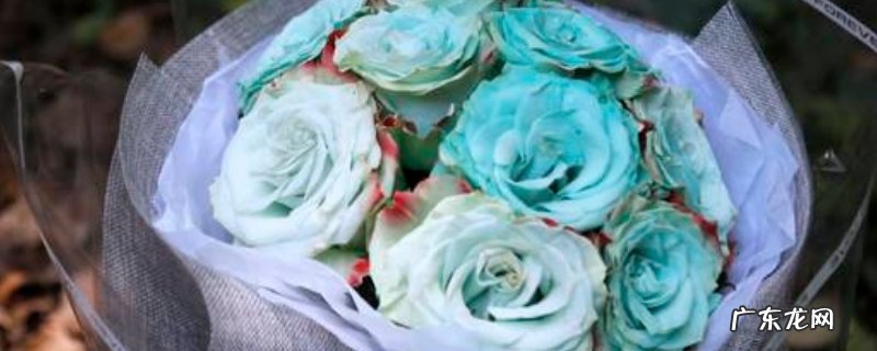 常见玫瑰花品种 进口玫瑰花有哪些品种