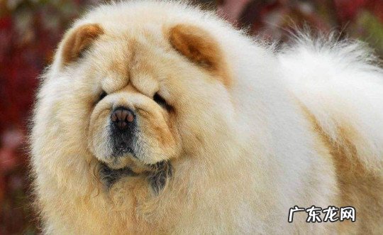 松狮是不是很笨 松狮智商相当于人几岁