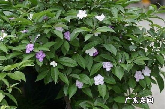 双色茉莉施什么肥料 双色茉莉有什么作用