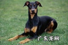 十个不养杜宾的理由 杜宾犬能打过德牧吗