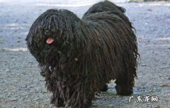 长毛大型犬有哪些品种 长毛狗有哪些品种