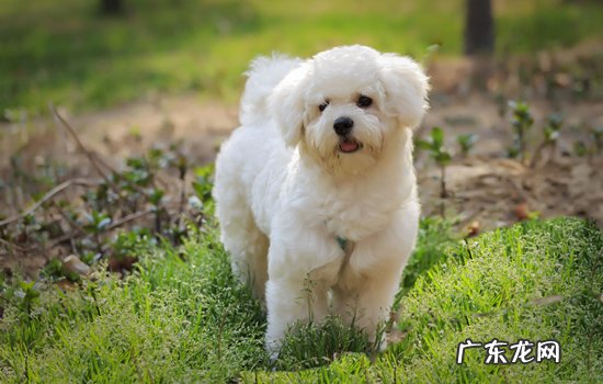 十个不养比熊犬的理由 养比熊犬一年费用多少