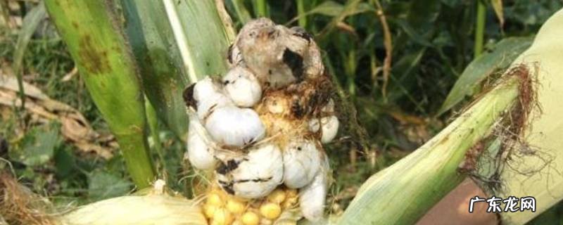 谷米是什么食物,米谷是什么吃的