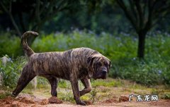 加纳利犬适合看家护院吗 加纳利犬怎么区分普加和道加