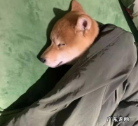 范丞丞原名叫什么 范丞丞的狗是什么狗