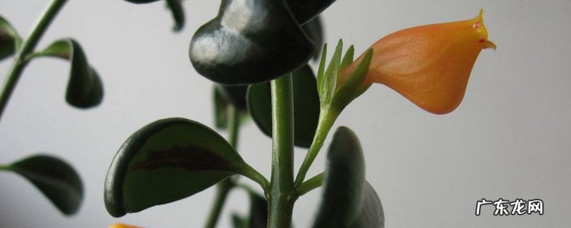 金鱼吊兰需要阳光吗 金鱼吊兰喜欢阳光吗