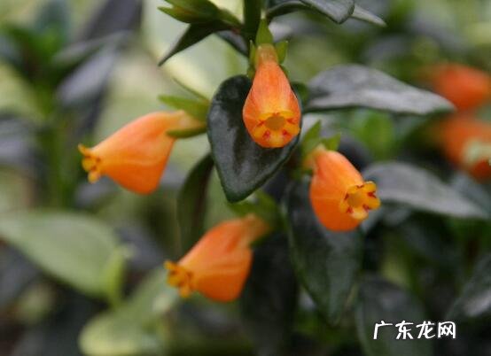 金鱼花怎么养 花卉养殖方法 金鱼花怎么养才开花