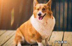 一般养柯基的都是什么人 养柯基的人为什么少