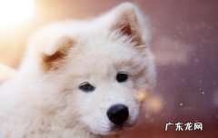 哪种小宠物干净好养 养啥小型宠物好