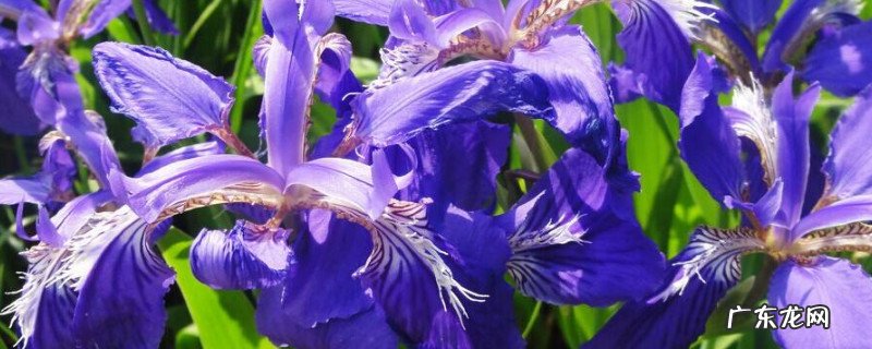 水生鸢尾怎么种植 水生鸢尾种子什么时候采摘