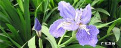 春天开的花有哪些?(花名、颜色 春天开的花有哪些)