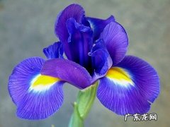 鸢尾花的种植方法和注意事项 球根鸢尾养护需注意些什么