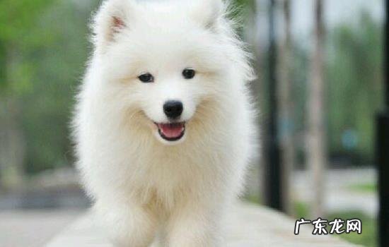 十大新手最好养的狗狗 萨摩耶好养吗