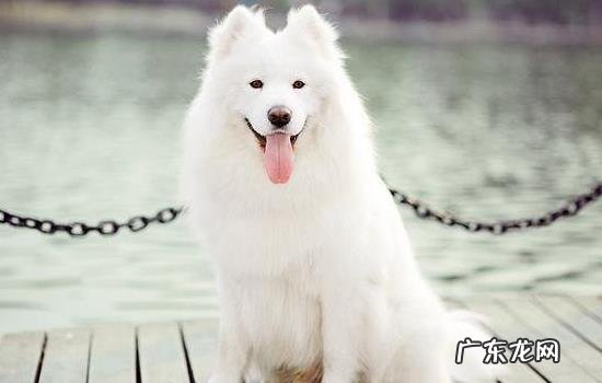 萨摩耶犬训练教程