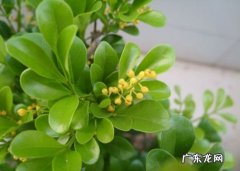 珍珠兰的栽培方法 珠兰的养殖方法