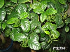 珠兰花怎么过冬 珠兰不开花怎么办