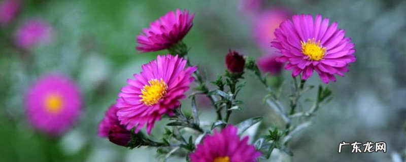 荷兰菊图片 花语 荷兰菊的花语和寓意