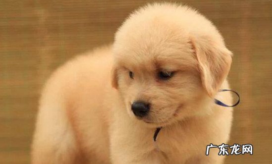 养一只金毛幼犬一个月要多少钱 金毛幼犬一般多少钱