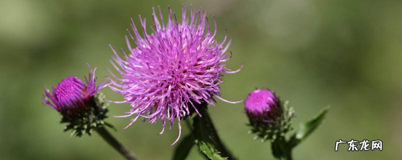 蓟类植物传播种子的方法 蓟怎么传播种子