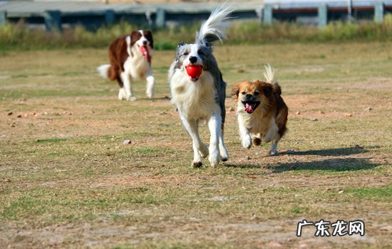 边牧吃草后吐了 边牧吃草是怎么回事
