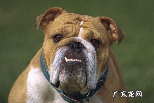 英斗和法斗价格是多少 英斗和法斗的哪个贵