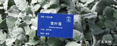 雪莲的药用及功效 雪叶莲的作用