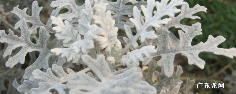雪莲栽培方法 雪叶莲的养殖方法