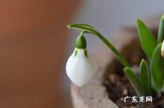 雪滴花种植 雪滴花的繁殖方式