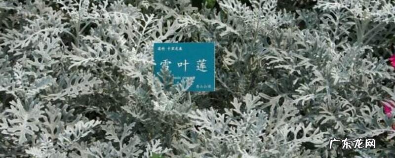 雪莲有毒还是没有毒 雪叶莲有毒吗