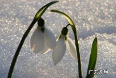 蓝雪花冬天怎么过冬 雪滴花怎么过冬