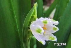 红雪花养殖注意事项 雪滴花的养殖方法和注意事项