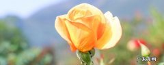 粉色蔷薇花花语和寓意 橙色蔷薇花花语和寓意