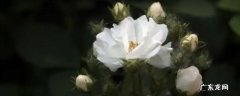 玉堂春花语 白玉堂的花语
