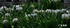 蜘蛛兰几年开花 蜘蛛兰开花后为什么剪掉