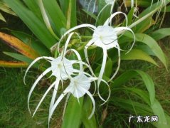 花蜘蛛兰的怎么养 怎样科学繁殖蜘蛛兰