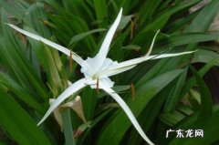 水鬼蕉为什么叫水鬼蕉 水鬼蕉什么时候开花