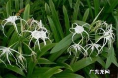 水鬼蕉一年开几次花 水鬼蕉如何养殖