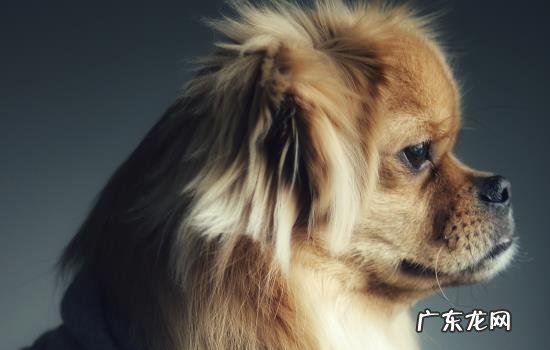 狗狗急性肾衰竭存活率 狗狗急性肾衰竭