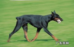 杜宾犬护主的时候好凶 杜宾多大开始凶不会怕其他狗