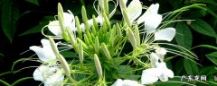 醉蝴蝶花介绍 醉蝶花怎么种