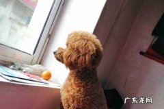 成年泰迪多久会忘掉旧主人 泰迪狗换主人后的表现