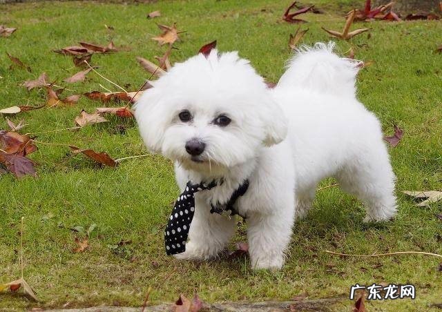 什么狗小长不大又不贵 长不大的小狗品种