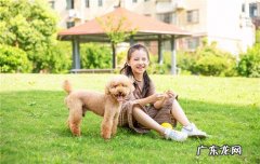空运一只狗狗多少钱 狗狗可不可以空运