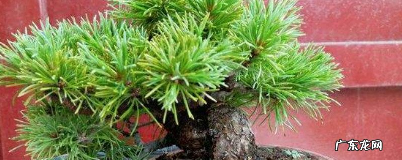 怎么让五针松快长 五针松如何把针叶修短